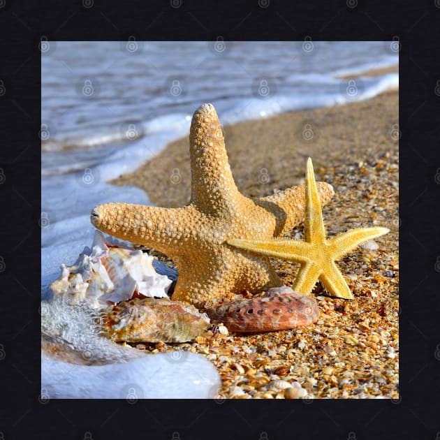 Starfish and Sea Shell by StylishPrinting